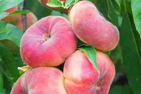 Dwarf Elberta Peach Plantnet Australia