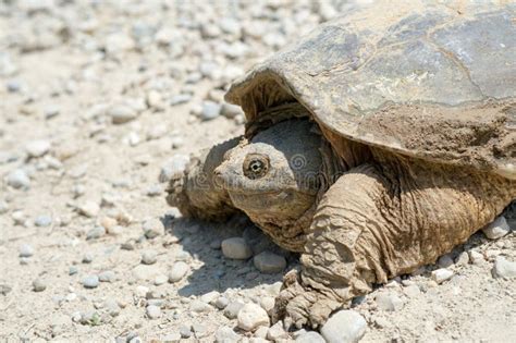 Common Snapping Turtle Stock Image Image Of Amimal Gravel 54856329