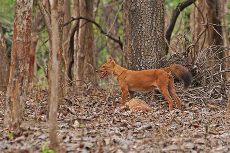 Wild Dogs In India Asiatic Wild Dog Dholes