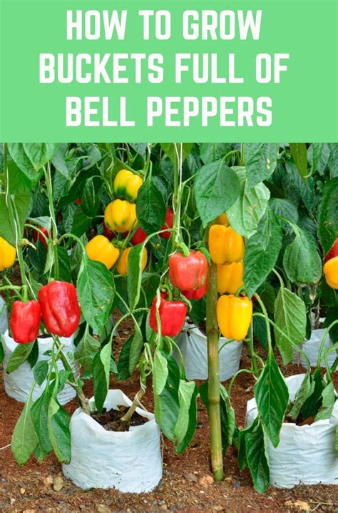 How To Grow Buckets Full Of Bell Peppers Health Benefits And Recipes In