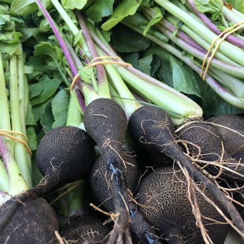Maybe you would like to learn more about one of these? Black Radish Information, Recipes and Facts