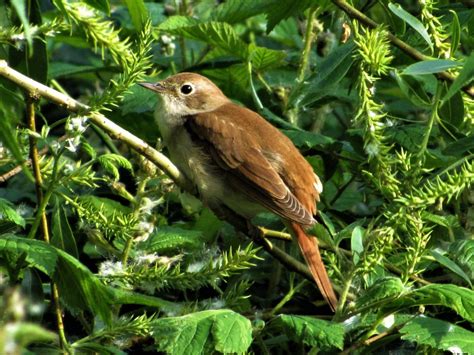 Common Nightingale By Ben Ward Birdguides