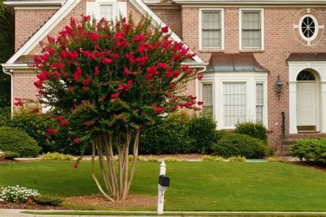 Crape Myrtle Trees A Comprehensive Guide — The Living Urn