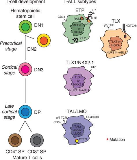 Figure 2 From T Cell Acute Lymphoblastic Leukemia A Roadmap To Targeted Therapies Semantic
