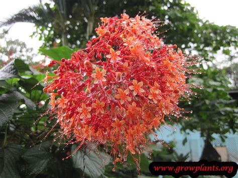 Maybe you would like to learn more about one of these? Pagoda plant - How to grow & care
