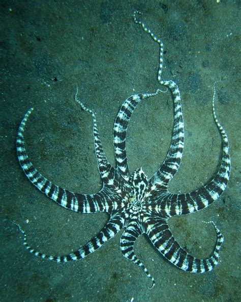 Like all the members of the bb corps, she was mentally unstable and prone to outbursts and mood swings. Mimic octopus - Wikipedia