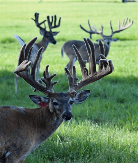 M3 Whitetails After It Cooled Off Deer Breeder In Texas Whitetail