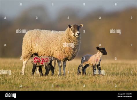 Domestic Sheep Mule Ewe With Two Four Day Old Lambs Suckling With