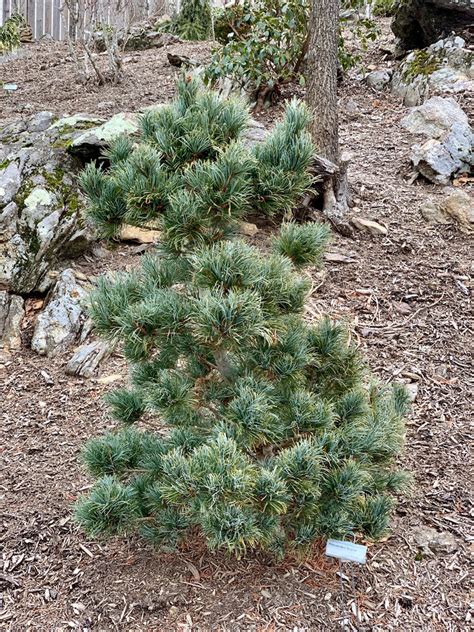 Buy Pinus Parviflora Bergman Japanese White Pine Tree Mr Maple