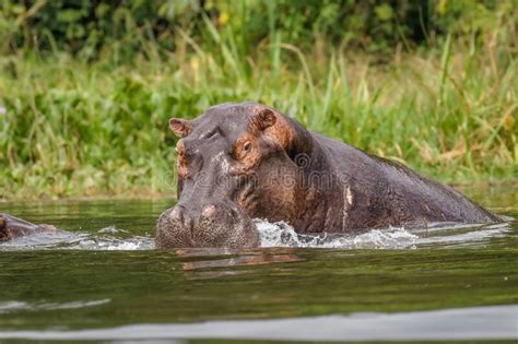 The Common Hippo Hippopotamus Amphibius Opening His Big Mouth