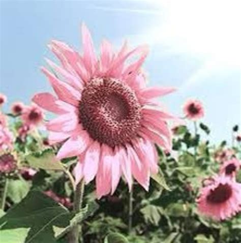 Pink Sunflower Seeds Helianthus Annuus Strawberry Blonde Etsy