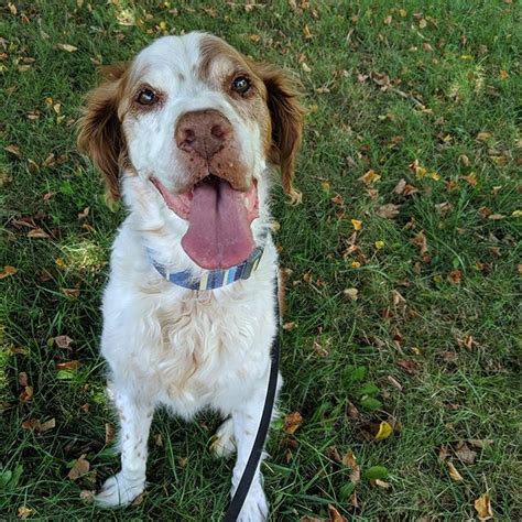 14 Amazing Facts About Brittany Spaniels You Probably Didnt Know Page 2 Of 3 Petpress