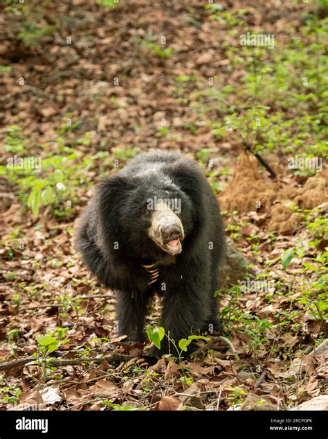 Sloth Bear Or Melursus Ursinus Or Indian Bear Closeup Wild Adult Male