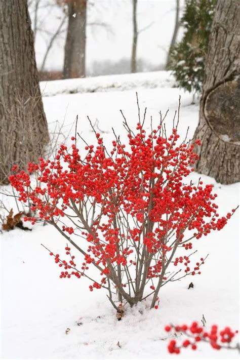 22 Beautiful Winter Flowers That Survive And Bloom In The Cold Winter