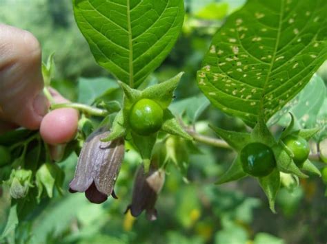 Belladonna Homeopatia Para Que Serve