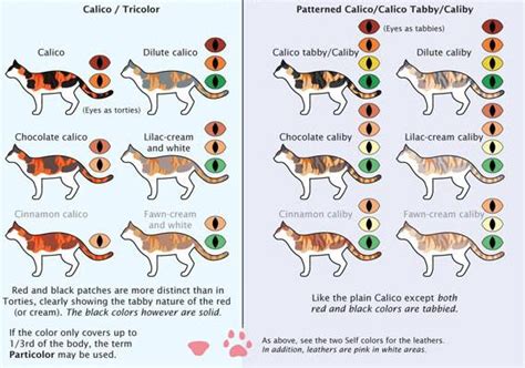 Changing fur color can indicate illness in some cats, so if you notice that he's taking on a new hue, keep an eye out for other symptoms. A Comprehensive Guide to Housecats - The Hairpin