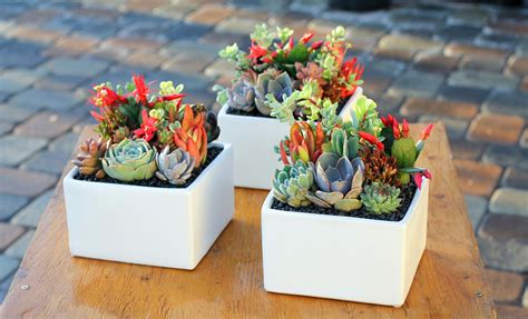 Schools in 91335, california have an average ranking of 6/10, which is in the top 50% of california public schools. Image Gallery - California Cactus Center | Succulents ...