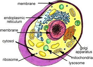 Plant cell membranes are surrounded by a wall which is made of cellulose fibres. Biology-cell- differences between plant and animal.