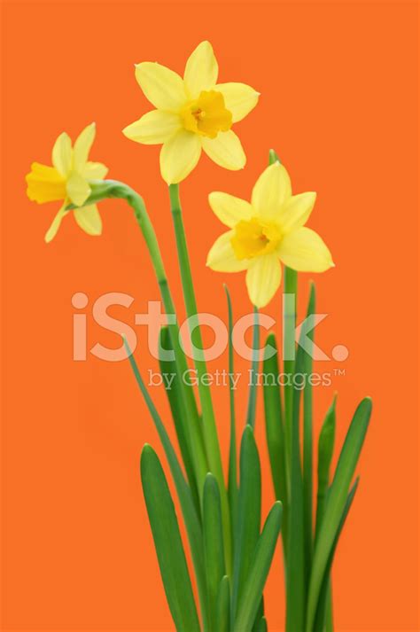 Daffodils Stock Photo Royalty Free Freeimages