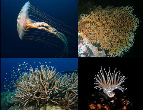 Cnidaria The Ocean Explained