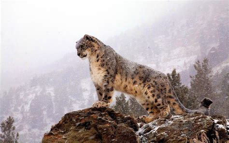 Mac Wallpaper Snow Leopard 64 Images