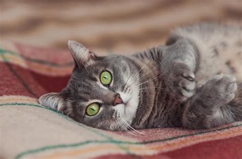 Funny Resting Cat In The Day Sleepy Cat Young Cat In Bed Half Sleepy