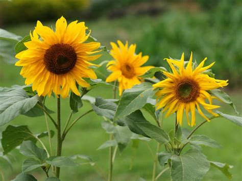 Home » cara tanam » bunga matahari (sun flower), cara tanam, pemupukan, perawatan dan manfaatnya bagi manusia. Cara Budidaya Bunga Matahari Secara benar