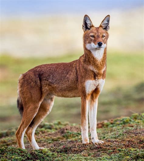 The Beauty Of Wildlife — Ethiopian Wolf By Will Burrard Lucas In 2020
