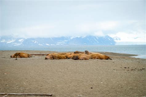 Couple Of Walruses On The Ice Arctic Spitsbergen Stock Photo Image