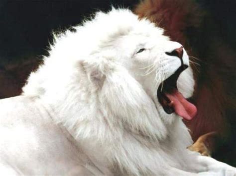 Ikbhal Funny Lion