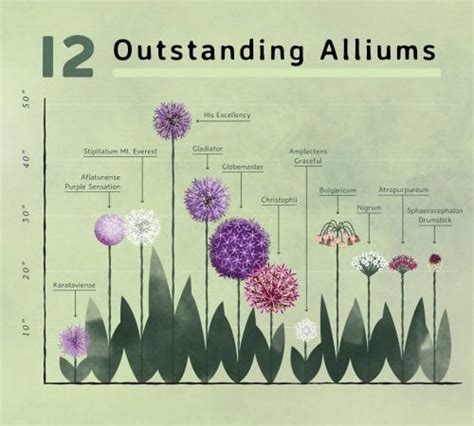 The Ultimate Guide To Planting And Growing Allium Bulbs