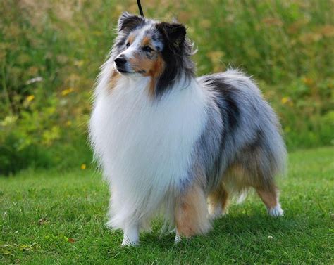 Vip sheltie , a small hobby kennel located in kiev, ukraine, established in 2011.we purchased our first sheltie in 1996. Shetland Sheepdog A Mini Version Of The Collie Dog | Sheep dog puppy, Shetland sheepdog puppies ...