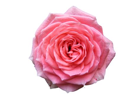 Pink Roses Png Transparent Background Free Download 39863 Freeiconspng