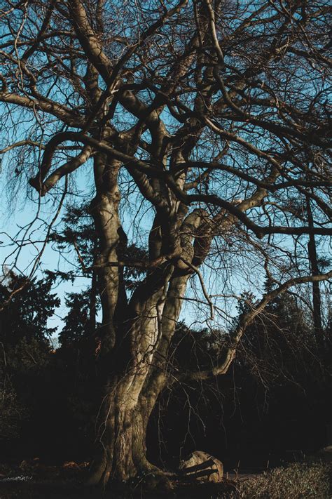 Old Leafless Tree Free Stock Photo