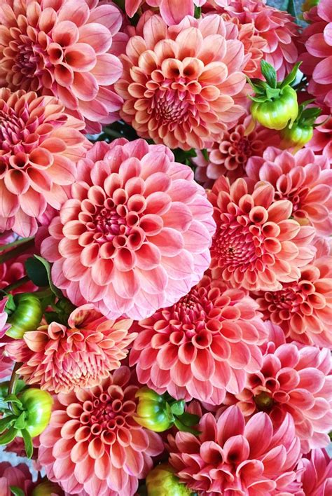 Living Coral Floral Inspiration For Pantones Color Of The Year