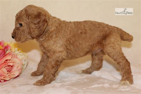 Charlie Poodle Standard Puppy For Sale Near St Louis Missouri