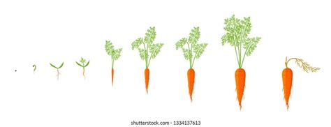 Carrot Plant Growth Stages Infographic Elements Stock Vector Royalty
