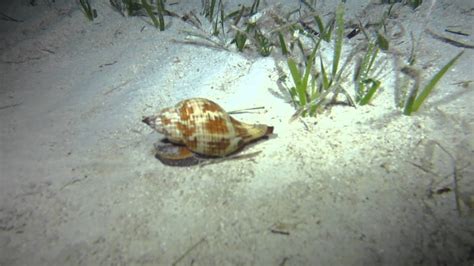 Strombus Luhuanus Sea Snail Smuggler S Wreck Bahamas YouTube