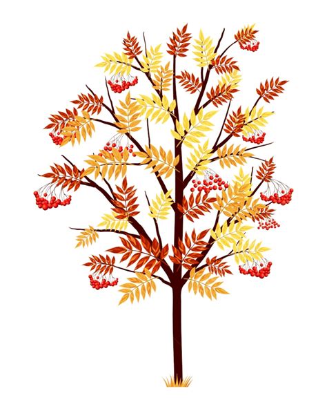 Autumn Maple Tree With Falling Leaves On White Background Yellow Loss
