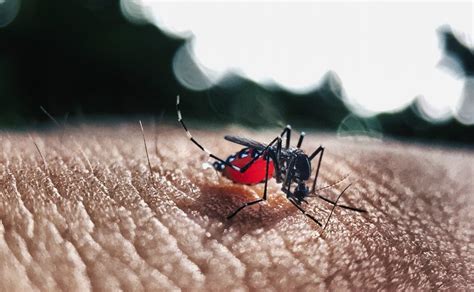 Suben A 10 Las Muertes Por Dengue En Paraguay