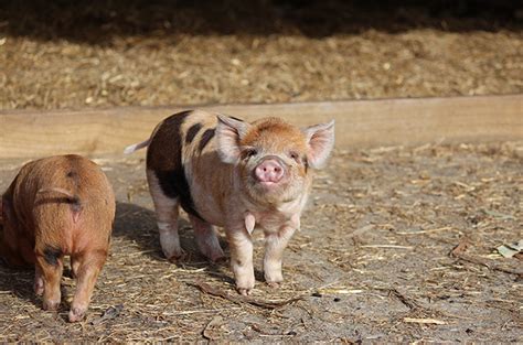 Kunekune pigs - Decanter