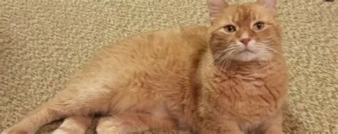 Home » cats » cat surgery. Blog - NHV Natural Pet Products