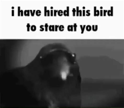 I Have Hired This Bird To Stare At You