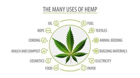 many uses of hemp white poster with infographic of uses of hemp and greenbush of hemp plant