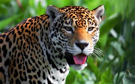 Wallpaper Animals Wildlife Tongues Big Cats Whiskers Leopard