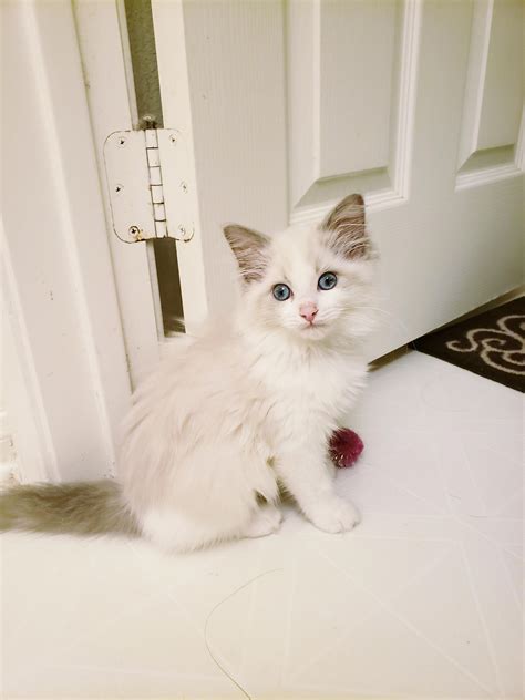 Just got her yesterday! Blue bicolor ragdoll kitten, 12 weeks : ragdolls