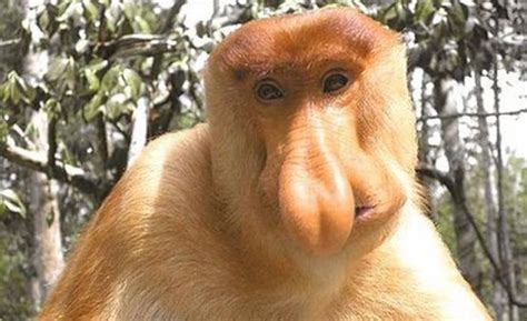 Animales Muy Raros Proboscis Monkey Monkey Big Noses
