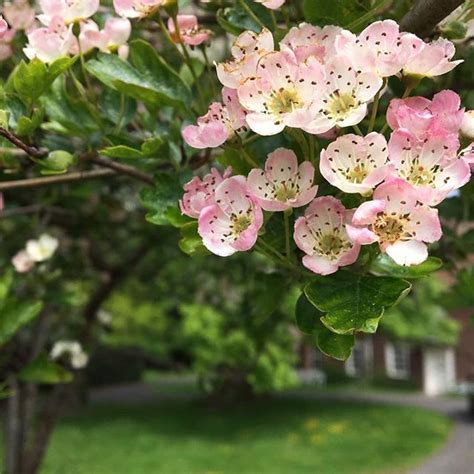 50 beautiful flower meanings that will surprise you. My husband's family call these May flowers - seeing as ...