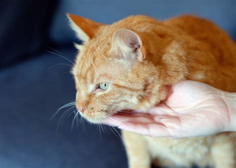 It is arguably the most recognisable sign of animal contentment: The Best and Worst Places to Pet Your Cat