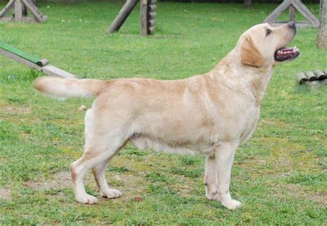 Labrador Retriever All Big Dog Breeds